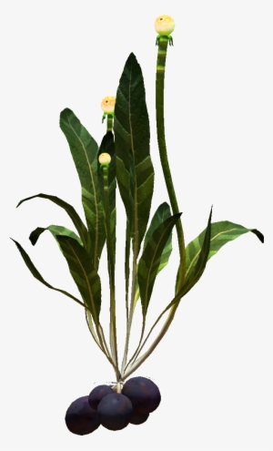 Chinese Potato Plant #2296065