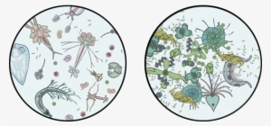 Png Royalty Free Library Have Some Fake By Deskleaves - Transparent Phytoplankton Clipart #2296297