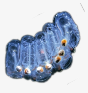 Salps - Salps Png #2296529 Salps - Salps Png #2296529