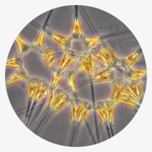 Asterionellopsis Chaetoceros Concavicornis - Asterionellopsis Glacialis #2296669