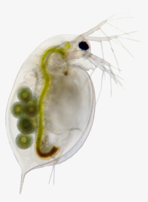 Determine If The Distribution Of Saithe Has Changed - Daphnia Png #2296893 Determine If The Distribution Of Saithe Has Changed - Daphnia Png #2296893