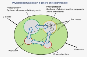 Diagram Showing The Sections Of A Phytoplankton Cell - Cell #2297110
