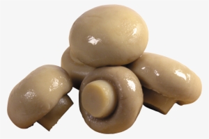 Mushroom Transparent Png #230245