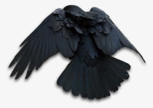 Raven Png - Art #230771