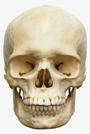 Find Out More About The Anatomy Of The Human Skull - Skull Of Human Body #230860