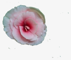 Picture - Hippie #231088