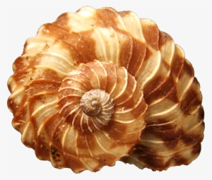 Seashells Png Clipart - Imagens De Concha Do Mar Em Png #231270