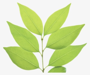 Png Green Leaves Green Leaf Png - Coca Leaves With Clear Background #231770