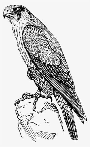 Falcon Clipart Hawk - Peregrine Falcon Black And White #232239