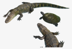 Download Alligator Png Clipart 001 For Designing Work - Clip Art #232745
