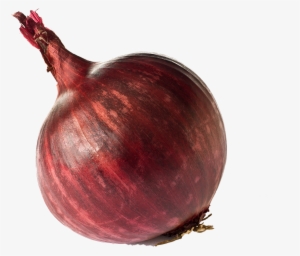 God Of Onion #232867 God Of Onion #232867