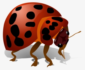 Ladybug Bug Insect Red Ladybird Transparent Image - Bug Clip Art #233618