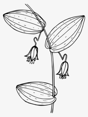 Png Freeuse Stock Berry Drawing - Watermelon Berry #233665