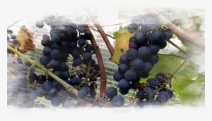 Red Wine Fermentation Is Done With Crushed Grapes - Seedless Fruit #234689