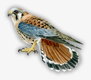 Bird Art - Art #234961