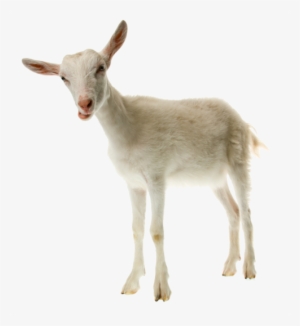 This Goat Is A Ninja - Goat Milk Png #235302