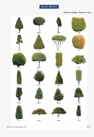 Attractive Quantity Discounts Up To 20% Are Displayed - Pond Pine #235899