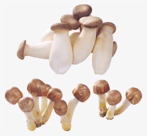 Mushroom #235925