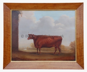 Prize Devon Cow - Cattle #236274