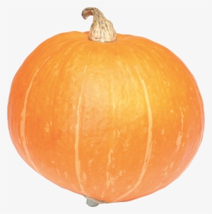 Pumpkin Png #236752