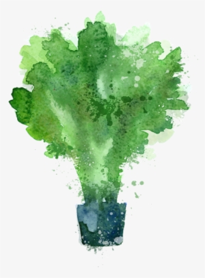 Kale - Stock Illustration #236847