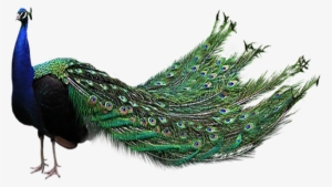 Peacock Feather Transparent Background - Peacock Png #236918