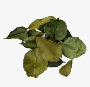Kaffir Lime Leaves Png - Kaffir Lime #237109