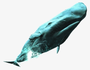 White Whale - Assassin's Creed White Whale #237429