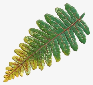 Victorian Scrap Of A Fern Leaf - Clip Art #237477