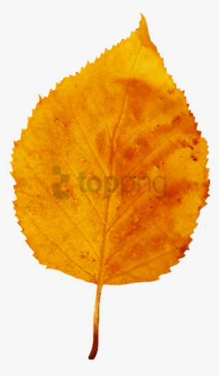 Yellow Brown Fall Leaf, Small Red Yellow Clipart - Fall Leaf #237589