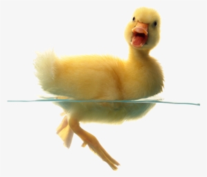 Duck Png Transparent Free Images - Son Of A Chicken #237651