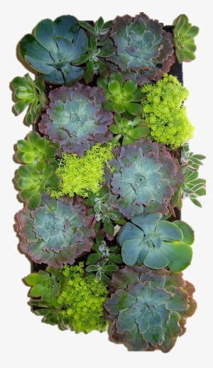 Succulent Wrapped #237881