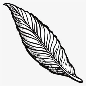 Line Drawing Feather At Getdrawings - Feather Clipart Transparent #238477