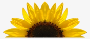 Sunflower Png Download Image - Key Cutting Board Kess Inhouse #239298