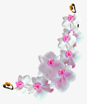Orchids Film Frame Photography Clip Art - Orchids Frame #239653