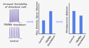 Ihippostudy - Portable Network Graphics #2305094