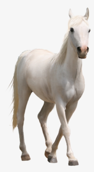 Caballo-2 - Horse Png #2306262