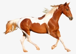Share This Image - Caballo Al Galope Png #2306337