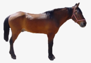 Imagen Imagen Real De Caballo - Caballo En Formato Png #2306781