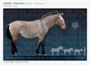 Parientes Vivos Más Cercanos - Caballo Del Pleistoceno #2307025