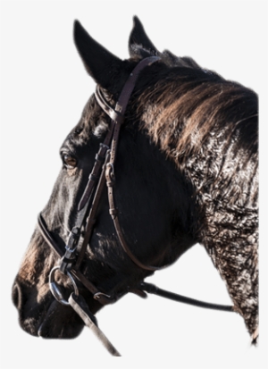 Caballo - Photography #2307166