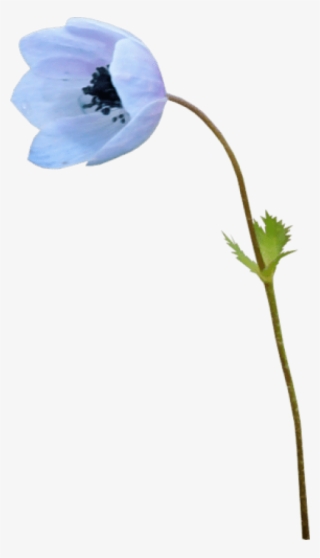 Soft Meadow - Baby Blue Eyes #2307348