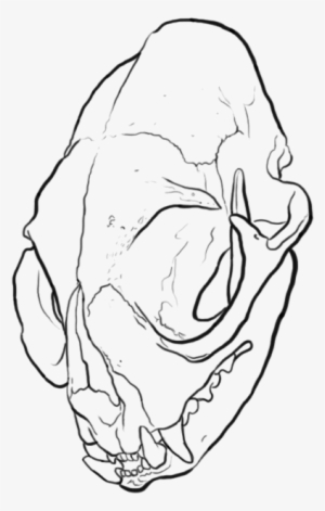 Cat Skull - Digital Art #2310416