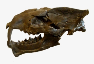 Machaeroides Eothen - Machaeroides #2310511