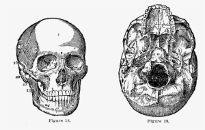 These Are Two Illustrations Of Views Of The Human Skull - Art Print: Pop Ink - Csa Images' Human Skull, 61x46in. #2310554