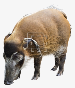 Parent Category - Domestic Pig #2311746