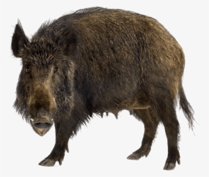 Free Png Boar Png Images Transparent - Wild Boar Png #2311771