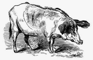 This Free Icons Png Design Of Western Beech Nut Hog #2312172