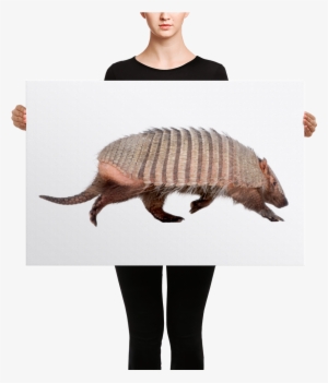 Armadillo Canvas - Black Mask Red Pied French Bulldog Canvas #2312855