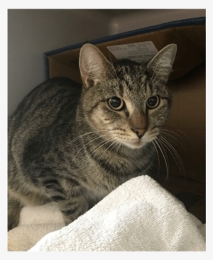 Photo Of Felix - Domestic Short-haired Cat #2313052